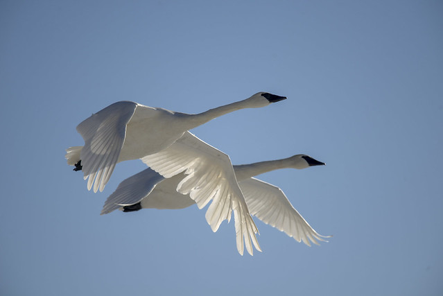 Trumpeter Swans | Morning Flight