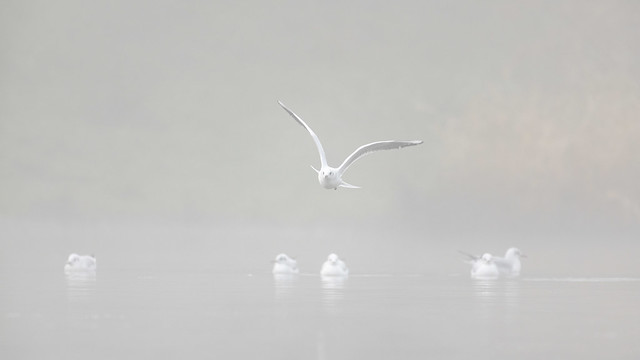 Flying in the Fog
