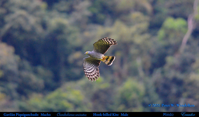 HOOK-BILLED KITE Male Flying by Mountain. Chondrohierax uncinatus in Mindo in Northwestern Ecuador. Hawk Photo by Peter Wendelken.