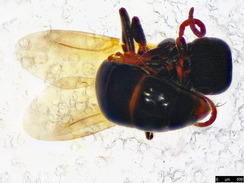 38b - Bethylidae sp.
