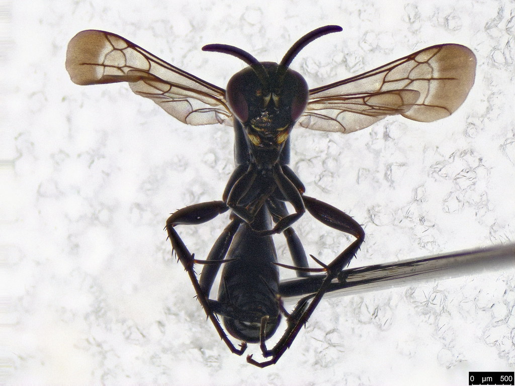 40a - Pompilidae