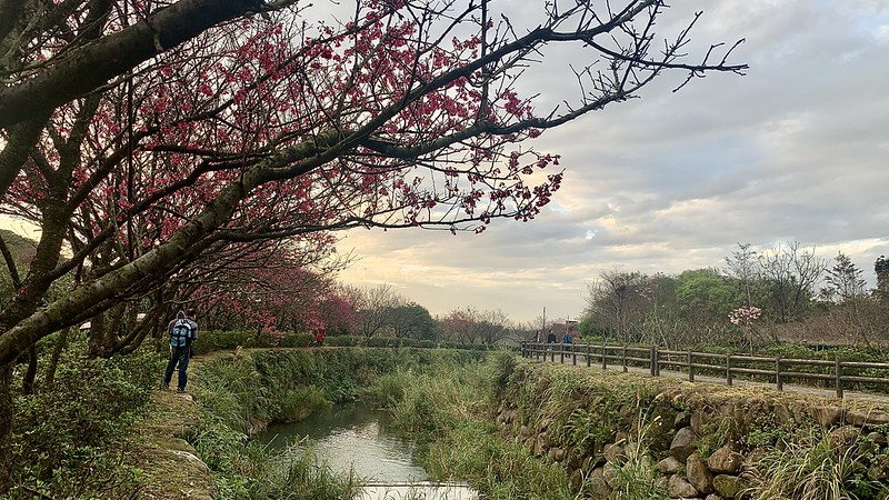 三生步道櫻花開