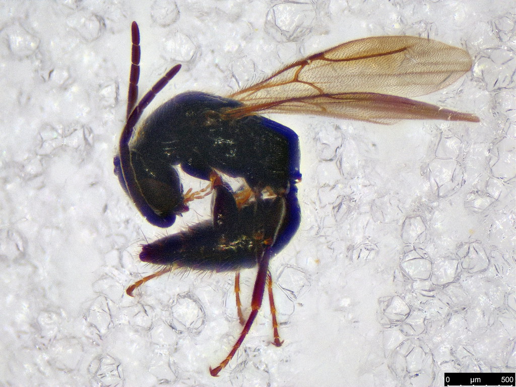 37b - Bethylidae sp.
