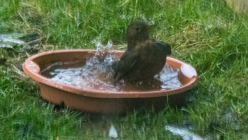 Bathing blackbird female