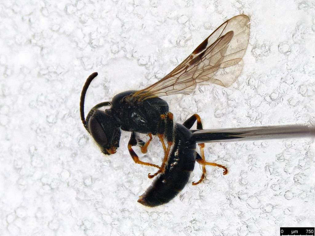 44a - Colletidae sp.