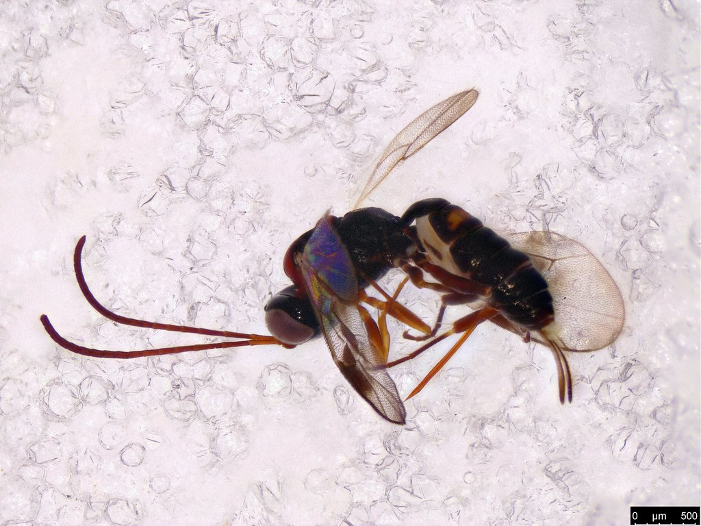 53b - Ichneumonidae sp.