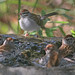 Flickr photo 'Chipping Sparrows (Spizella passerina)' by: Mary Keim.