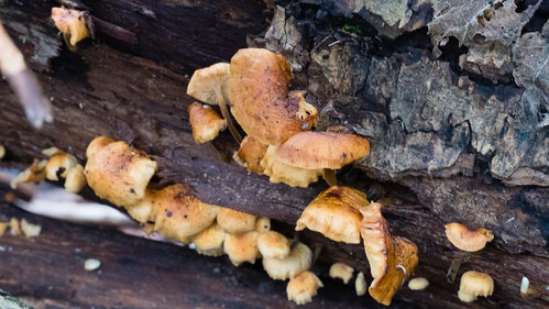 Winter fungi on a fallen log: sulfur tuft