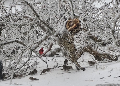 oaktree snow birdfood branch cardinal birds