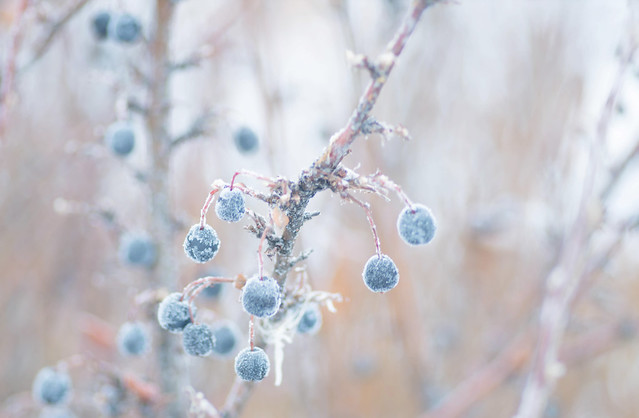 Berries in the Snow