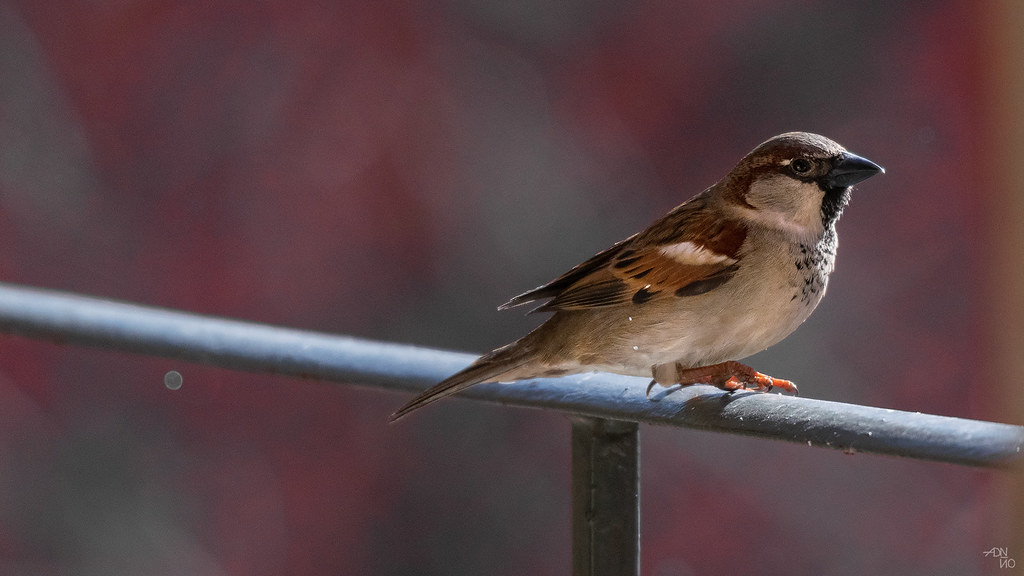 House Sparrow - Passer Domesticus