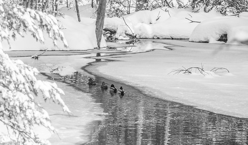 ducks mallards stream water reflections nature snow winter wildlife blackandwhite animals birds canon18135mmstmlens landscape