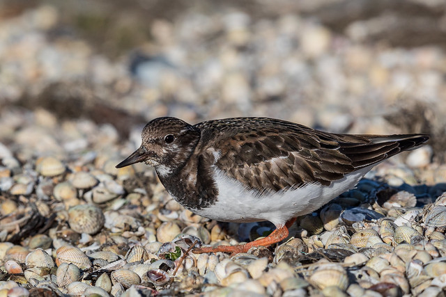 Steinwälzer (Ruddy turnstone)