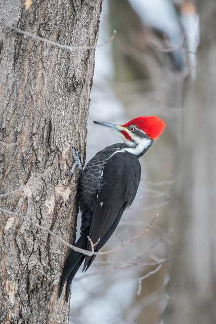 Grand Pic (m) / Pileated woodpecker (m)