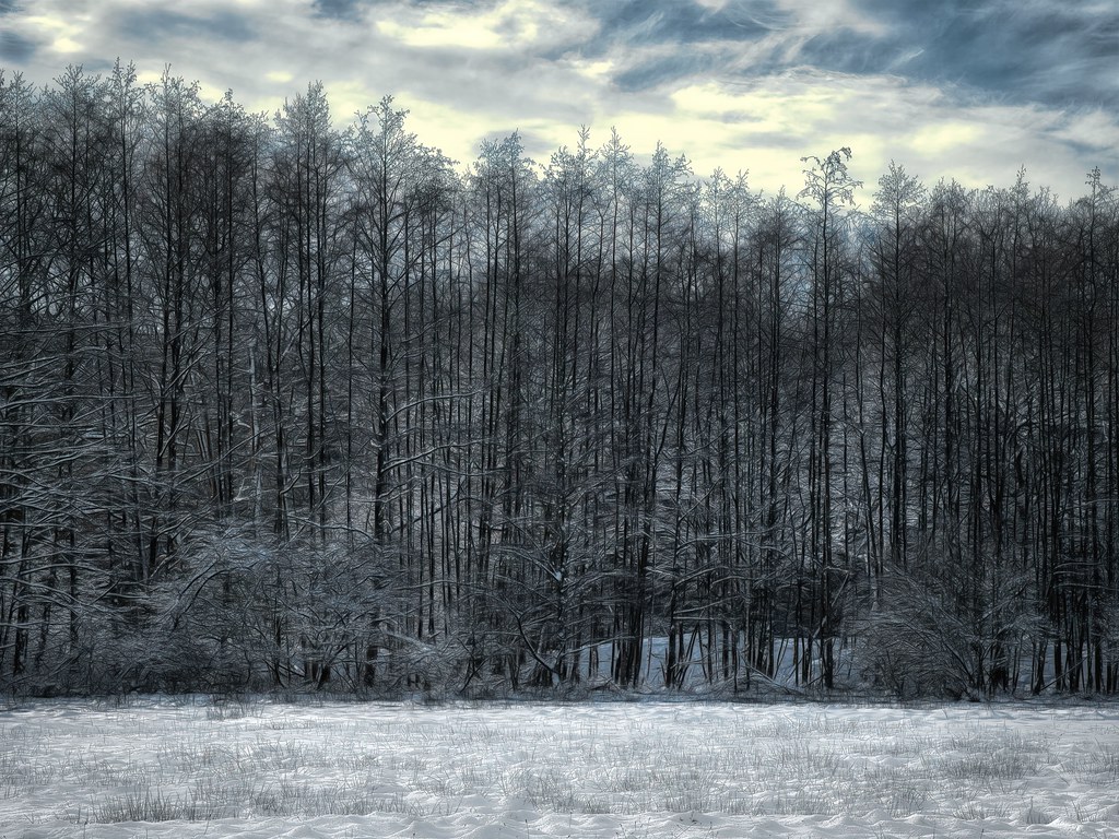 Bäume, Bäume, Bäume-Im Winter