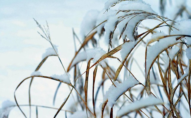 Grass in winter