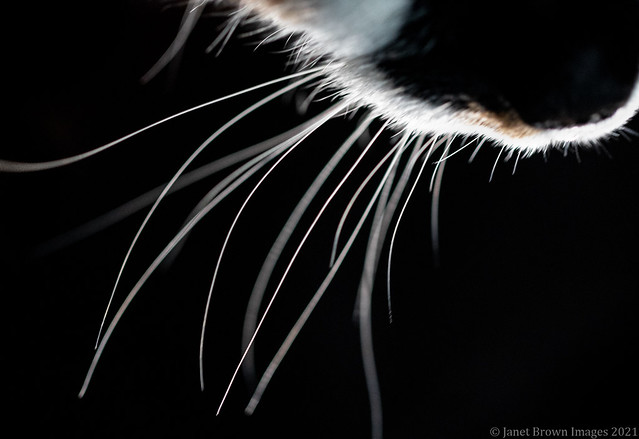 2021 047-365 The Cats Whiskers