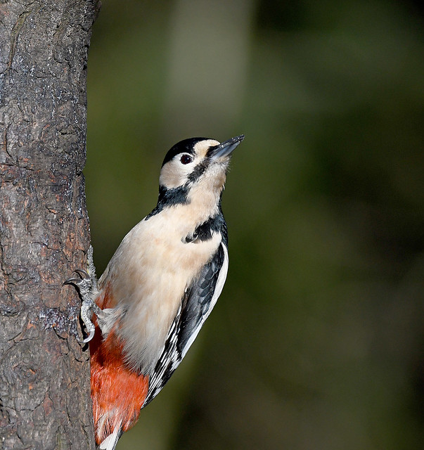 Great Spotted Woodpecker- Dendrocopos major