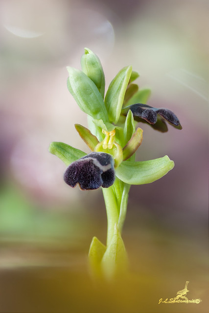 Ophrys dyris (2019)