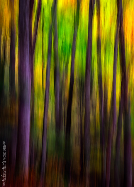 autumn forest blur