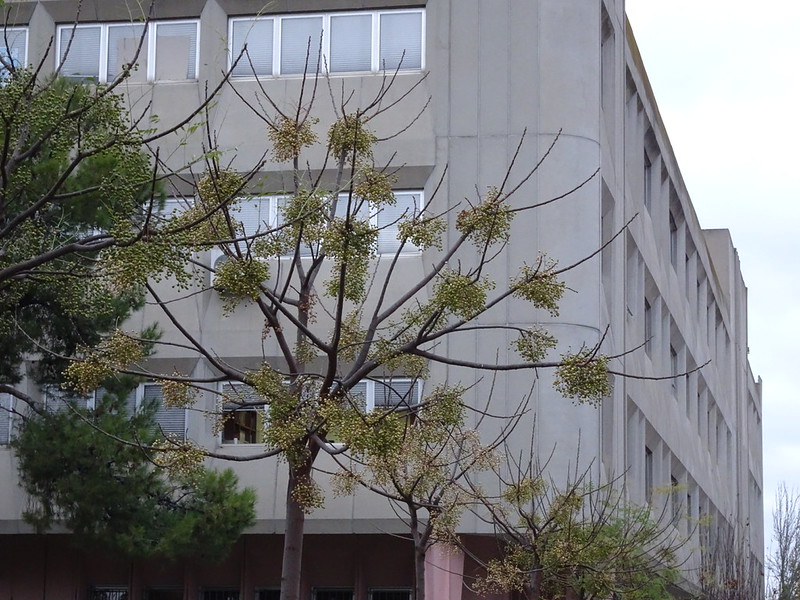 Facultad del chaval
