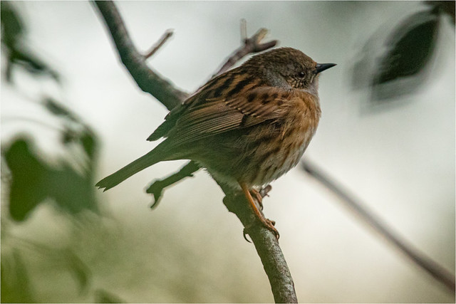 Dunnock in the foliage