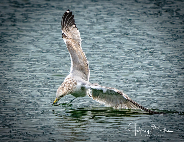 Fresh catch - gull with fish in mouth