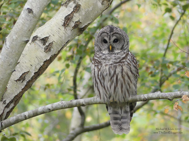 Barred Owl - Terra Nova Urban Park, BC