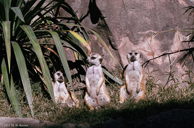 Meerkats Amadi, Tim and Hardy at the Virginia Zoo