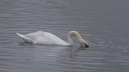 West Park, winter mist, swans
