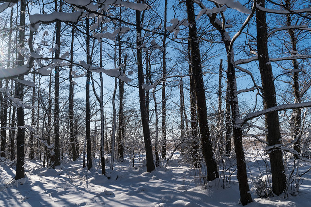 Snowy Alder tree forest