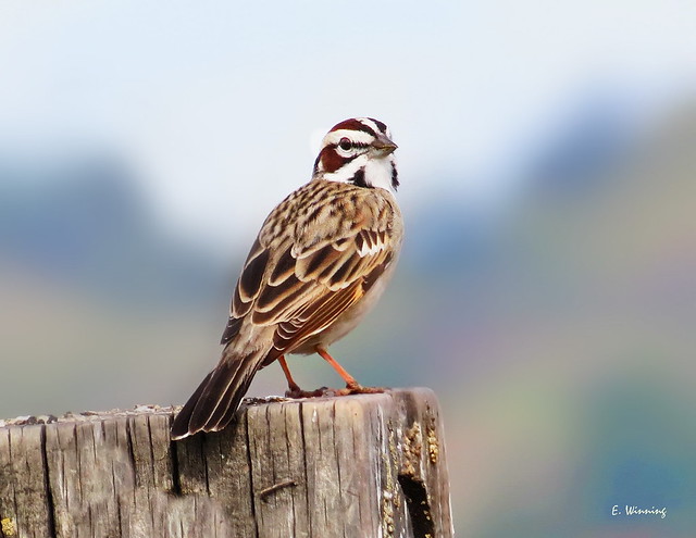 Sparrows of the West #9 -  Lark Sparrow  5586