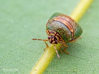 Globular shield bug (Megacopta sp.) - P2144622