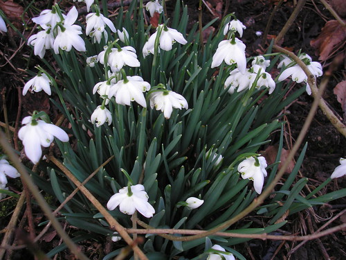 Signs Of Spring. (2) 002 | by guysandtravel