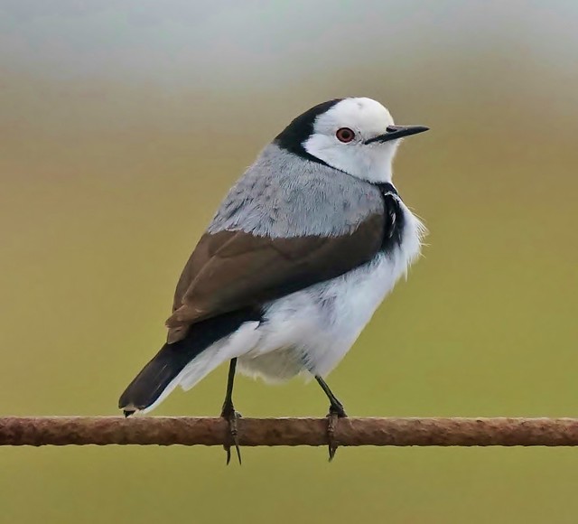 White-fronted Chat (Male)