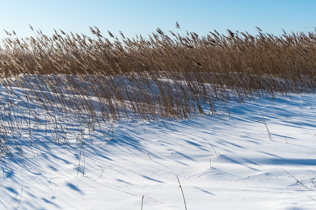 Reeds in a snowy wetland