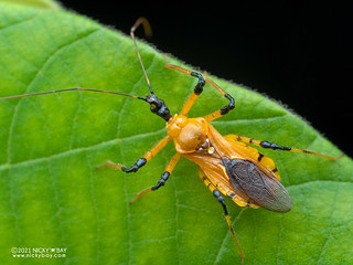 Assassin bug (Cosmolestes picticeps) - P2134504
