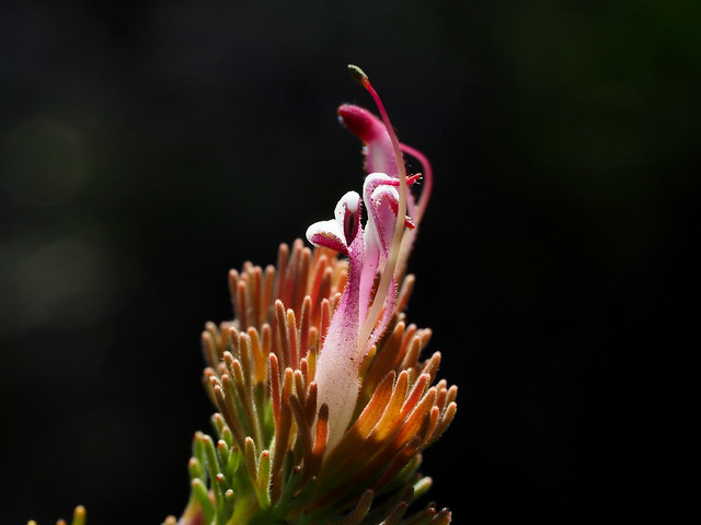Adenanthos meisneri - an Australian wildflower