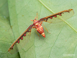 Planthopper (Derbidae) - P2144627