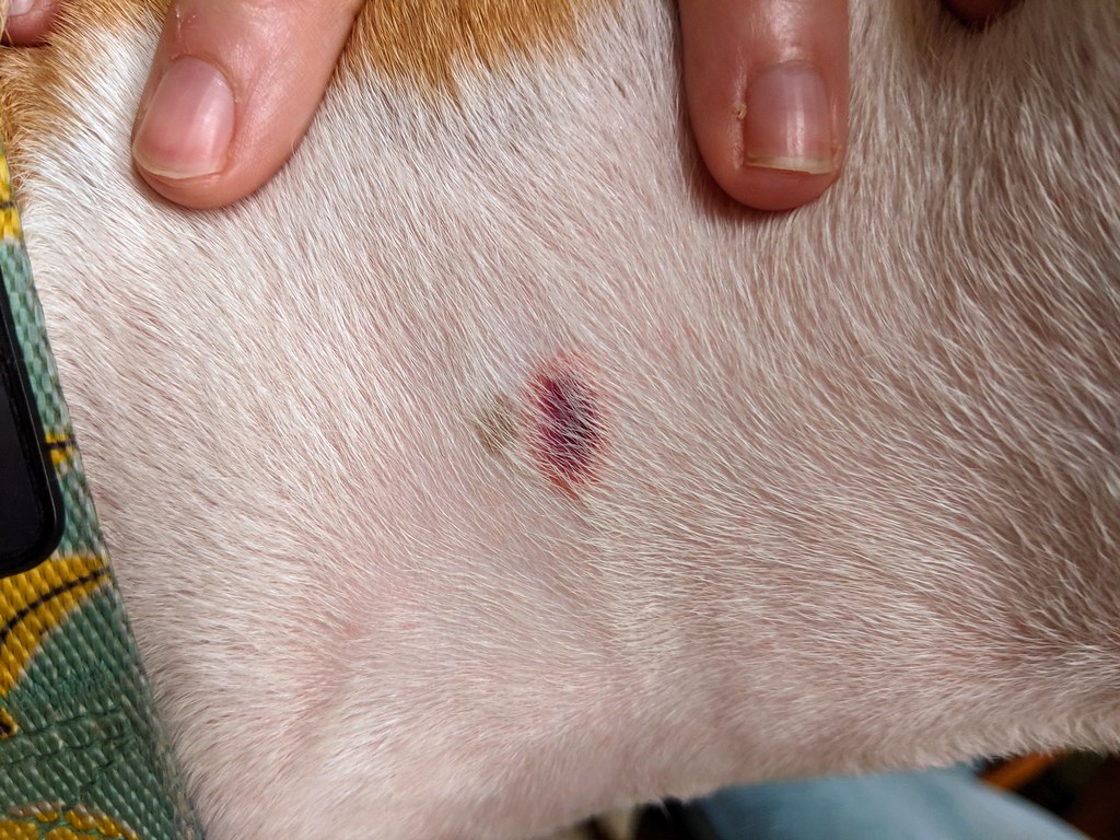 Do Tick Bites Itch Dogs