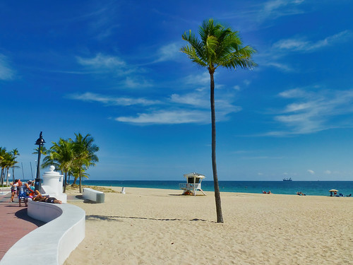 fortlauderale florida usa beach coast shore palm tree holiday vacation sand landscape