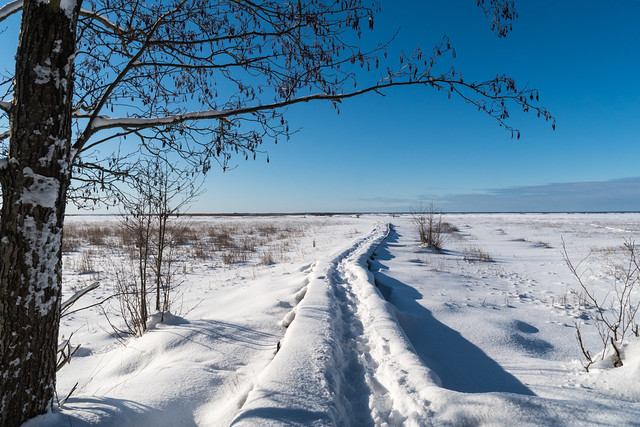 Trail in a frozen wetland