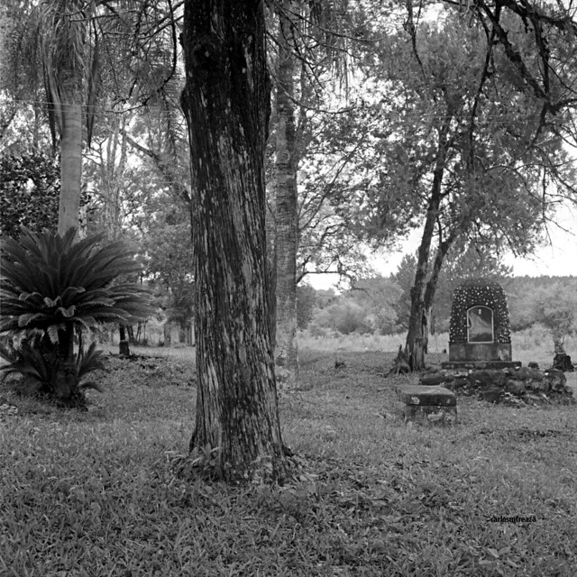 Trees early in the morning, a rainy day