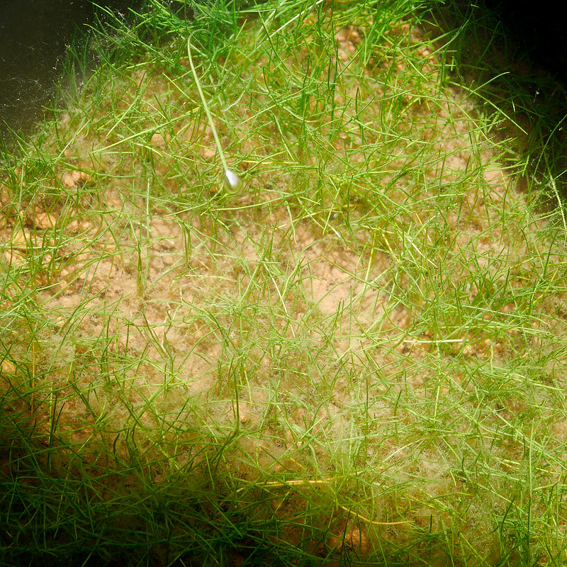 ビオトープの水生植物 ヘアーグラス マツバイ 田んぼの雑草 Eleocharis acicularis
