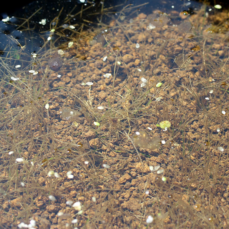 ビオトープの水生植物 ヘアーグラス マツバイ 田んぼの雑草 Eleocharis acicularis