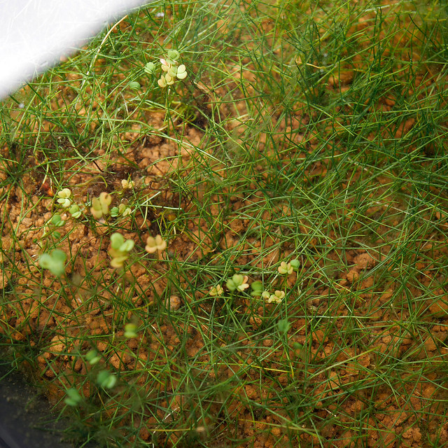 ビオでも草原を！「ヘアーグラス / マツバイ」ビオトープの水生植物
