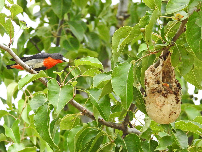 Mistletoebird near nest (Brian Pritchard) (DSCN4742)