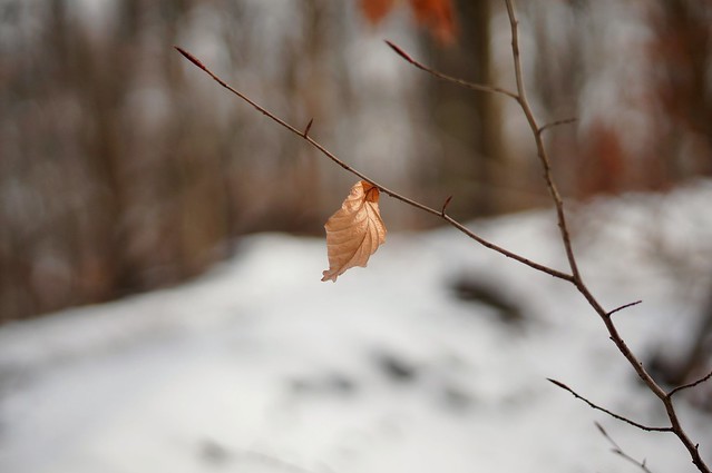 Remaining leaf