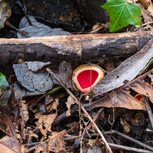 Scarlet elf cups: old site, new site