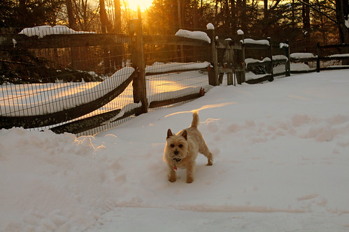 vermont winter nature outdoors snow sunset animals dogs cairnterriers pets